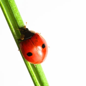 summer red  ladybug on grass
