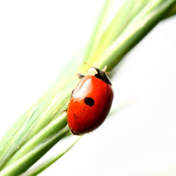 summer red  ladybug on grass