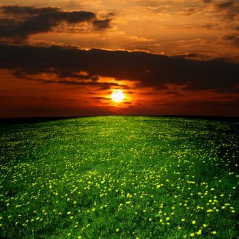 dandelion landscape under sunset sky