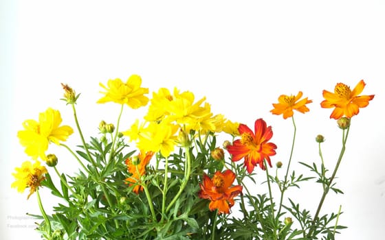 yellow and red cosmos in white background