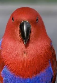 red parrot