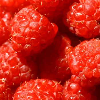 red wild raspberry macro close up 