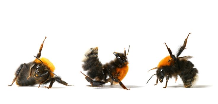 dance aerobic bumble bee isolated on white background