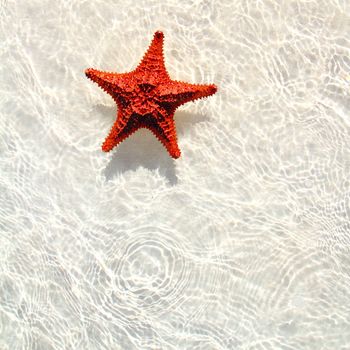 beautiful starfish orange in wavy shallow water