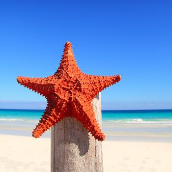 beautiful caribbean starfish on wood pole beach