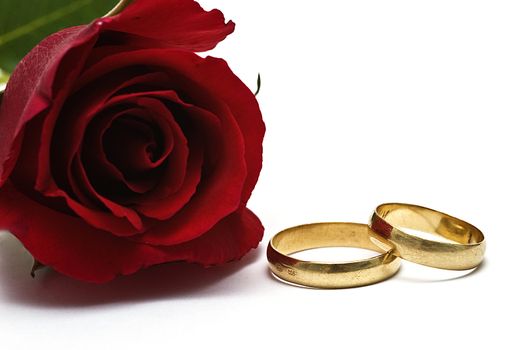 Golden wedding rings and fresh roses to say I love you.