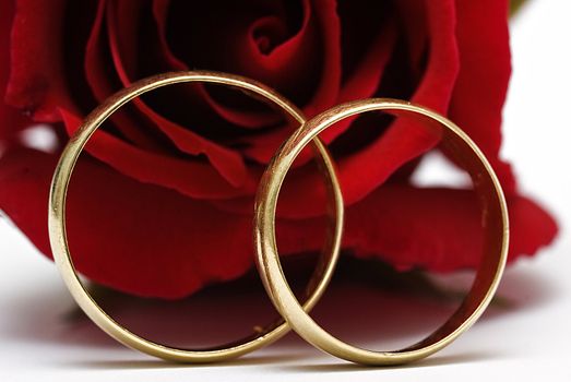 Golden wedding rings and fresh roses to say I love you.