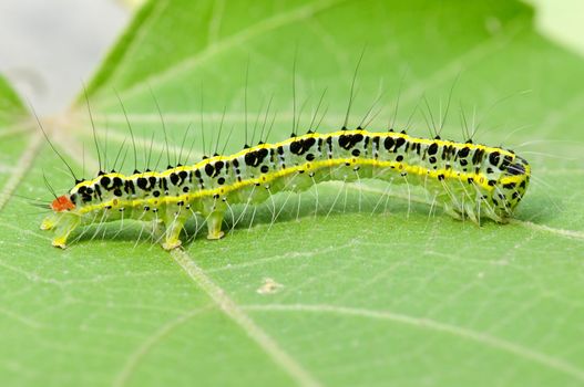 a cute caterpillar on leaf