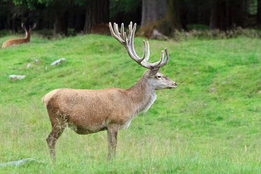 male deer on a green alpine pasture