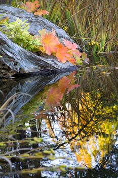 Fall Colors Leaves Fall Colors Van Dusen Gardens Vancouver British Columbia, Canada