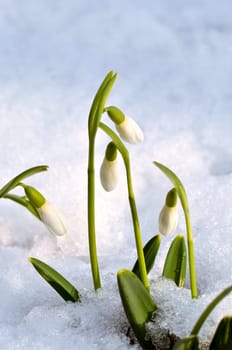 Spring snowdrop flowers with snow in the forest