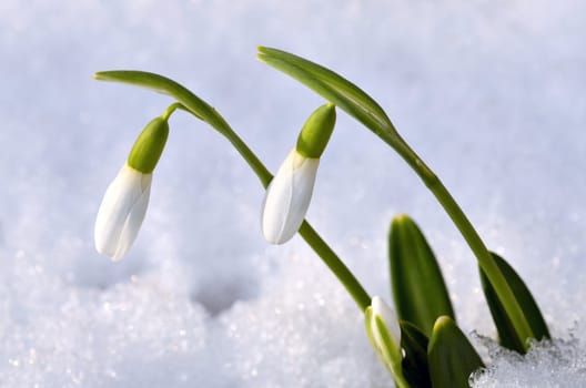 Spring snowdrop flowers with snow in the forest