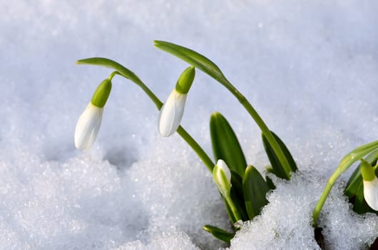 Spring snowdrop flowers with snow in the forest