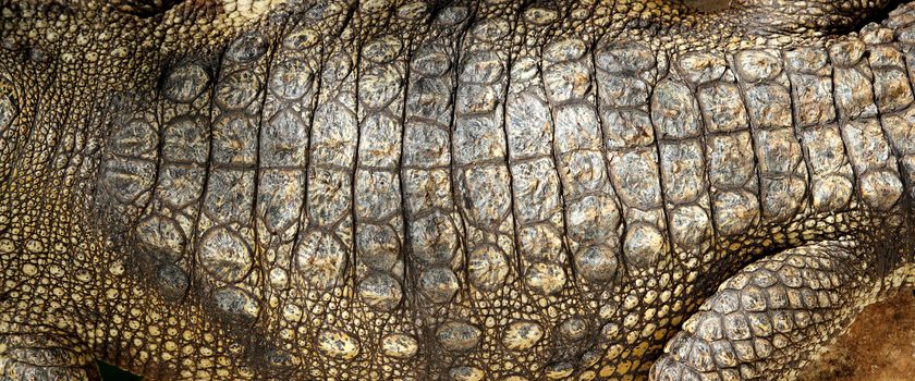 Alive Crocodile real skin macro texture detail background