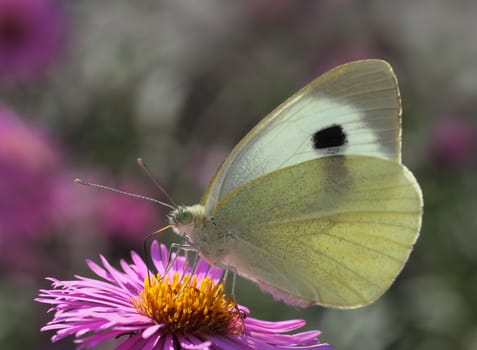 white cabbage butterfly on chrysanthemum