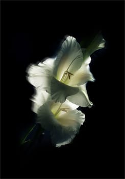 Two white flowers on a black background