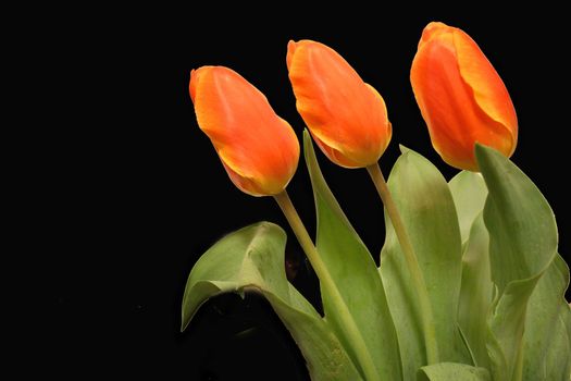 Three red tulips over black background