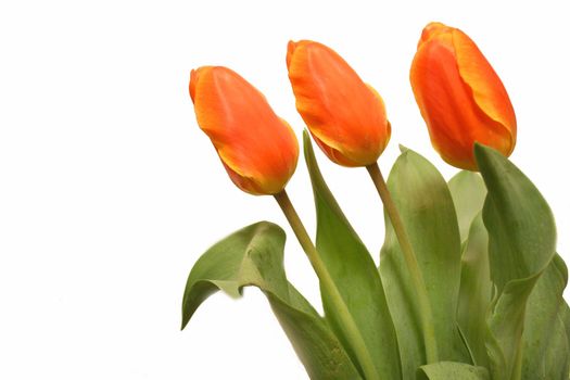 Three red tulips over white background
