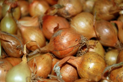 vegetables series ripe golden onion in market