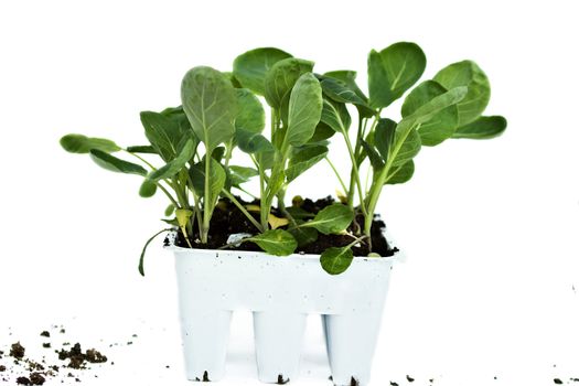 Broccoli plants on a white background