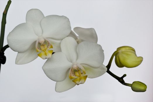 white yellow orchid