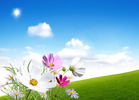 Spring flowers on green field background