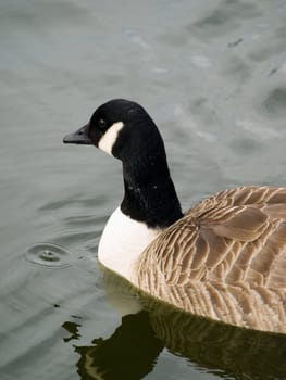 A Canada Goose on water with reflection