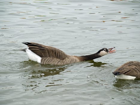 A Canada Goose on water with reflection