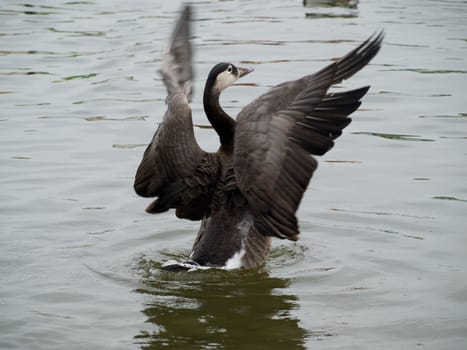 A Canada Goose on water with reflection