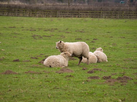 Sheep standing and lying in a grass field