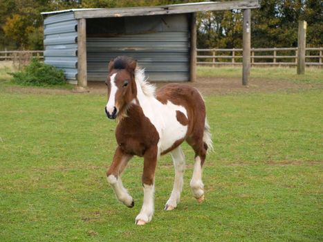 Foal running free in a grassy paddock