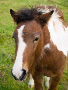 Brown and white Foal standing in a grassy paddock