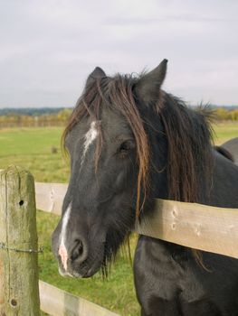 Horse with is head over a fence