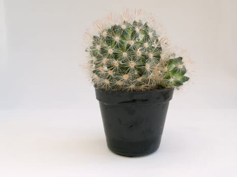 Green spikey Cactus in a black plant pot