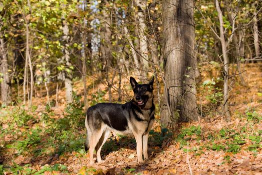 Mongrel dog in autumn forest
