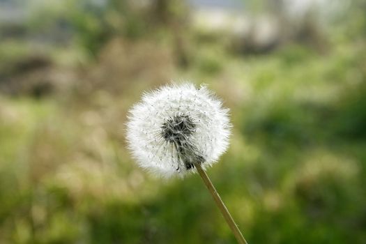 Macro image of a Grown dandellion with natural light
