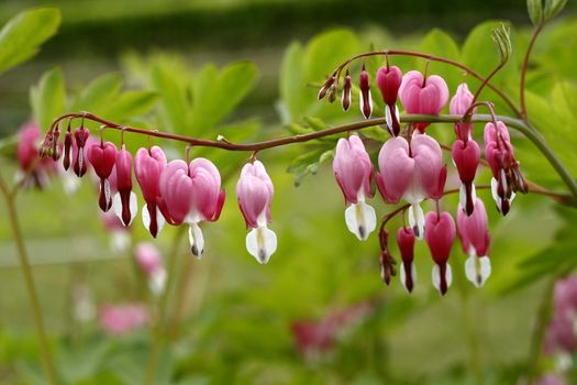 decentra spectabilis  or bleeding heart flower at olympic park korea