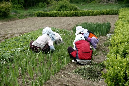 four women weeding and gardening the farm at olympic park in Seoul