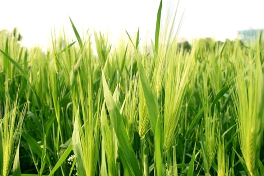 Bunch of green abundant wheat grass in daylight