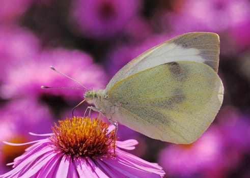 close up of white cabbage butterfly on chrysanthemum
