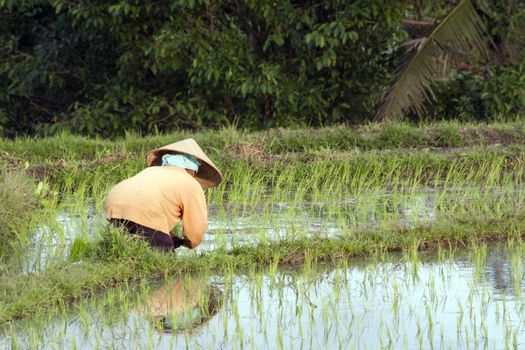 Woman working in rice field, Bali, Indonesia