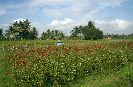 Flower Picking, Bali, Indonesia