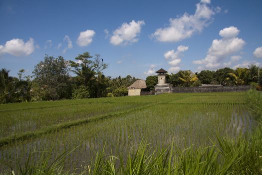 Farmhouse and rice fields, Bali