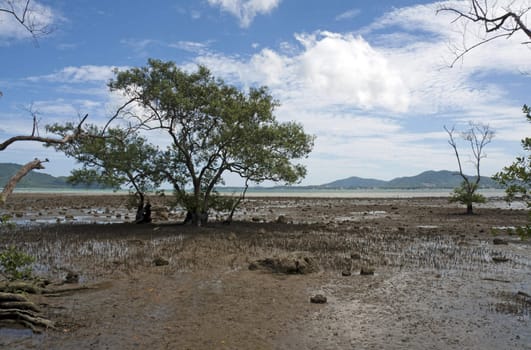 Mangroves at low tide, Chalong Bay, Phuket