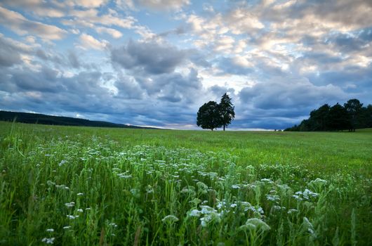 beautiful cloudscape over many wildflowers at summer sunset