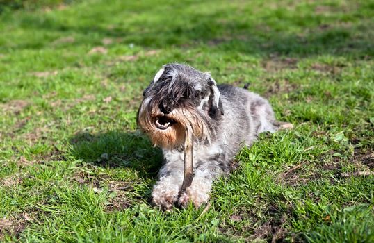 funny cute miniature schnauzer with steak outdoors