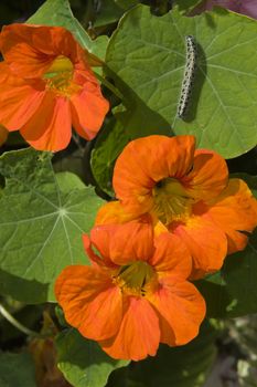 caterpillar eating green leaves with bright orange flowers