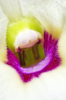 Dendrobium orchid macro