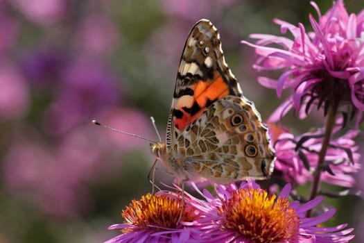 close up of Painted Lady butterfly on chrysanthemum
