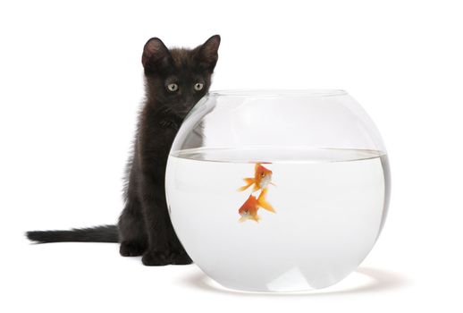 Black kitten looking at Goldfish, Carassius Auratus, swimming in fish bowl in front of white background